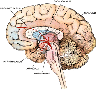 Table of Contents - Anatomy of the Brain