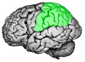 Parietal Lobe - Anatomy of the Brain
